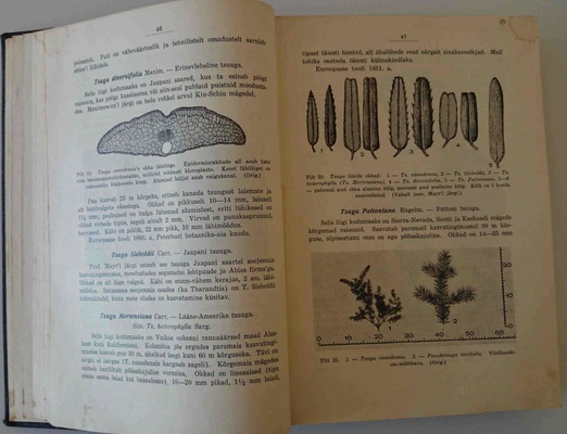 Dendroloogia 1934 a.
